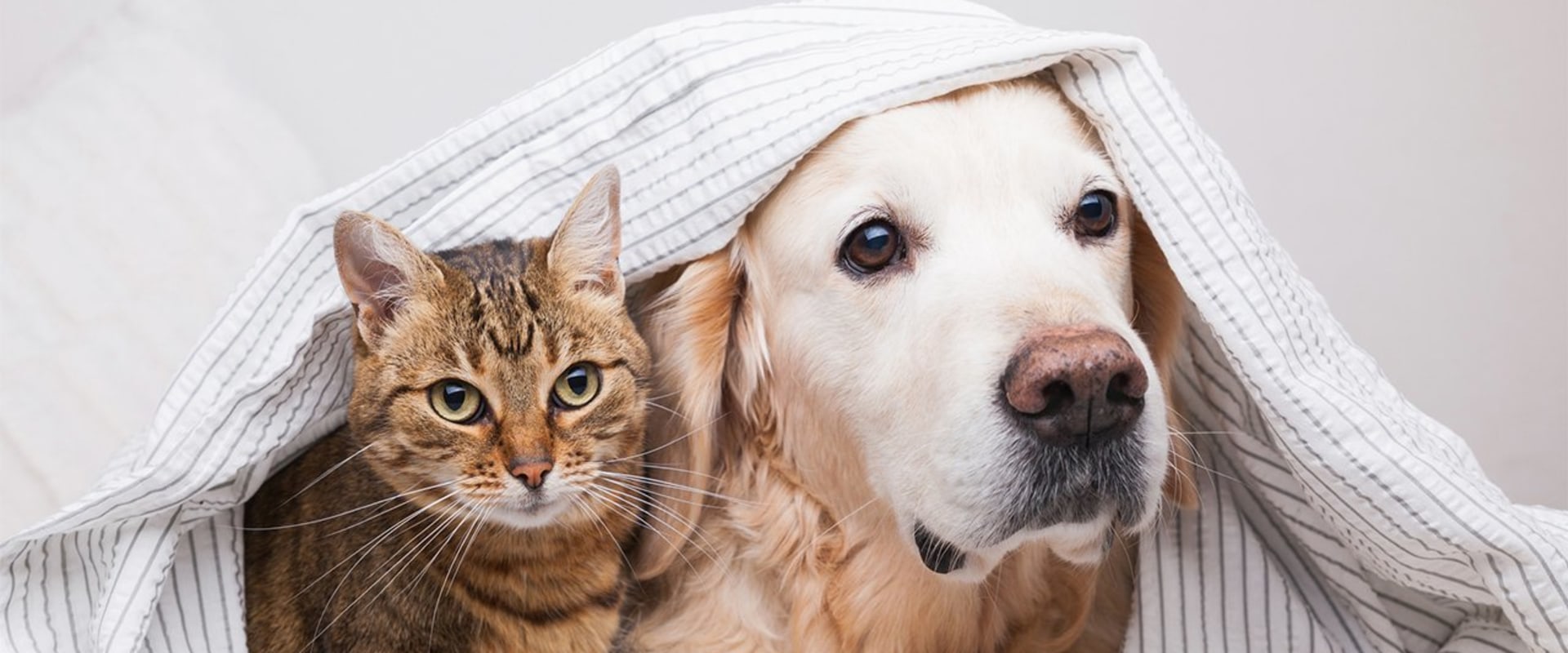 How to Get Rid of Dog and Cat Pet Dander in the House Effectively Through HVAC Replacement