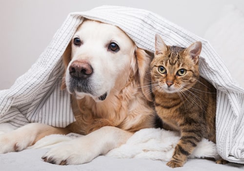 How to Get Rid of Dog and Cat Pet Dander in the House Effectively Through HVAC Replacement